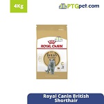 FBN British Shorthair4Kg