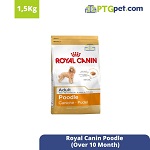 BHN Poodle 1.5kg  (Over 10 Month)