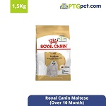 BHN Maltese 1.5kg  (Over 10 Month)