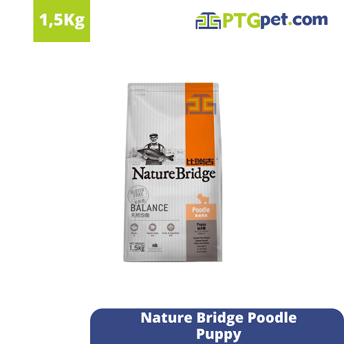 NB Poodle Puppy 1.5Kg